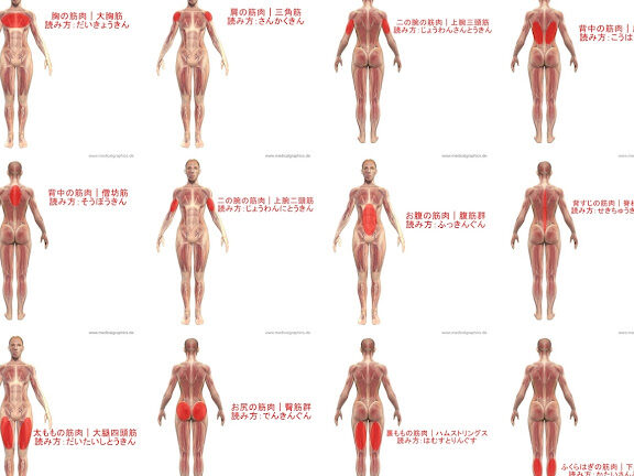 e38380e382a4e382a8e38383e38388e381a8e7ad8be38388e383ace381a7e98d9be38188e3828be381b9e3818de7ad8be88289e381aee983a8e4bd8de8a7a3e8aaac ダイエットと筋トレで鍛えるべき筋肉の部位解説