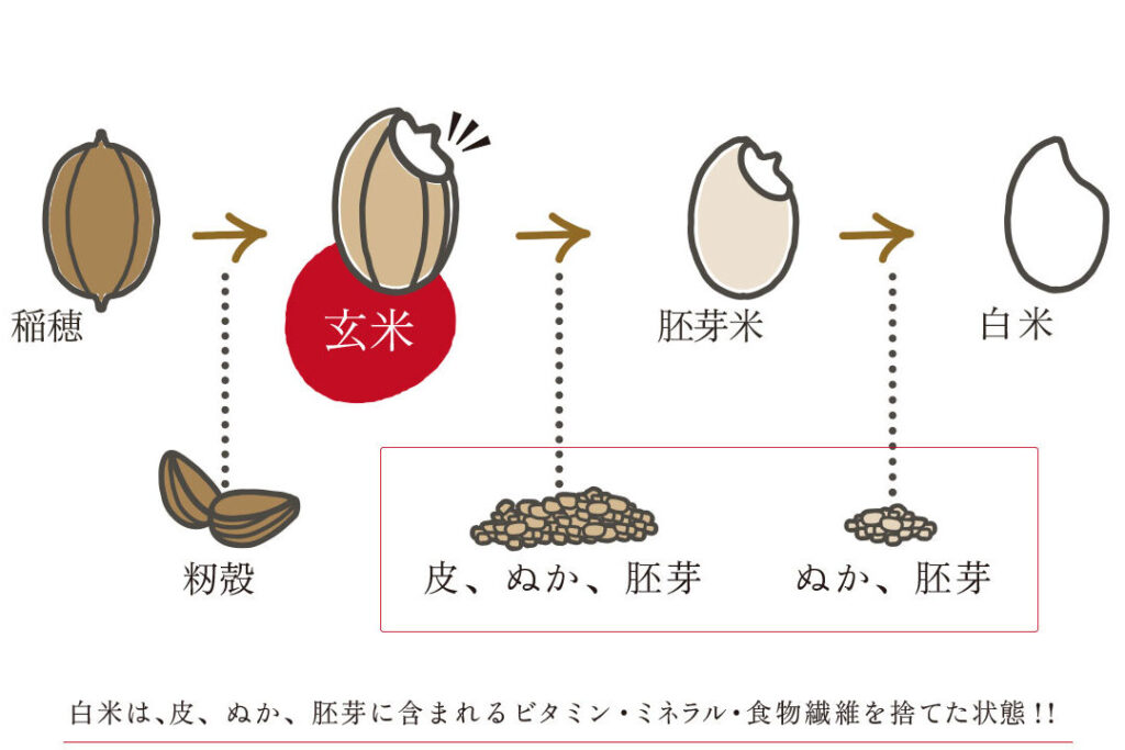 e78e84e7b1b3e381a8e799bde7b1b3e381aee38380e382a4e382a8e38383e38388e58ab9e69e9ce381afe381a9e381a3e381a1e3818ce584aae3828ce381a6e38184 玄米と白米のダイエット効果はどっちが優れているか