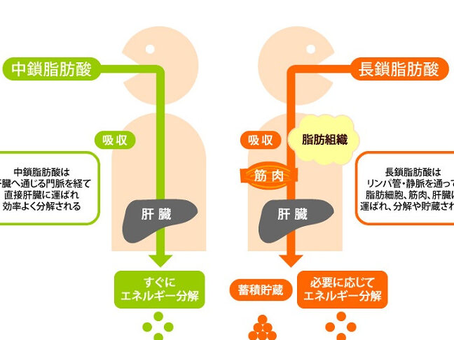 MCTオイルダイエット効果はいつから実感できるか